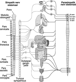 Vegetativ nerv sistemasi